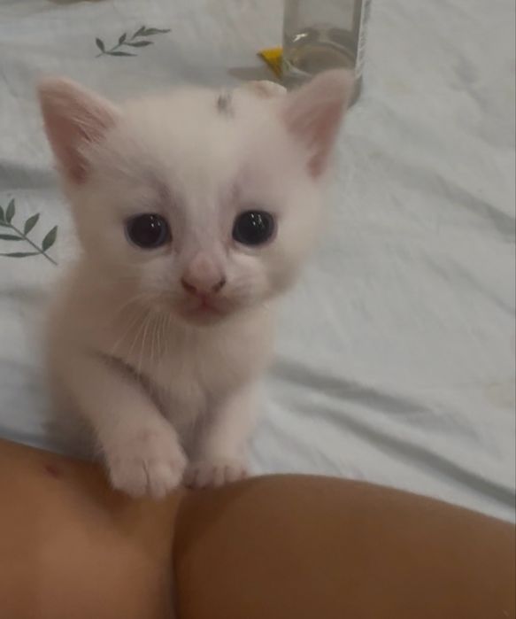 Продам котенка 1 месяц