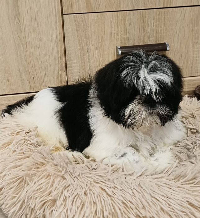 Sunia Shih-tzu gotowa do odbioru.