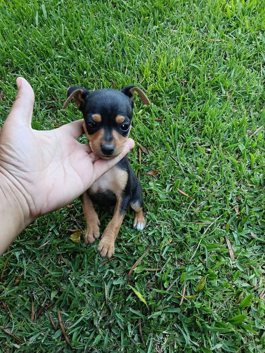 Pinscher macho lindo