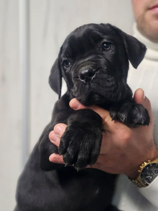 Cane Corso Italiano Zkwp FCI