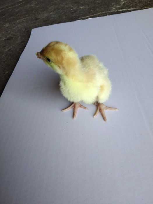 Pisklęta indyki białe mięsne pisklaki indory indyczki jednodniowe