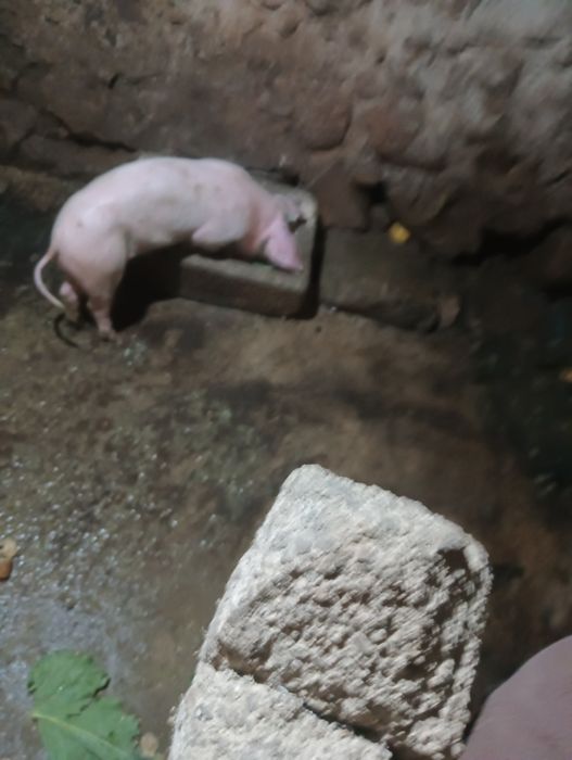 Vendo leitões boa raça