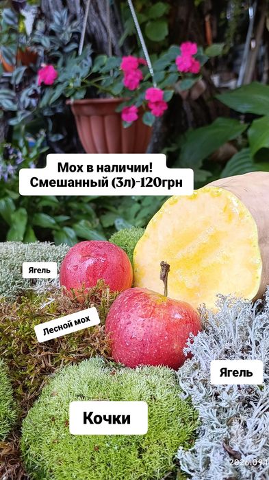 Мох для улиток ахатин , аквариума,террариума,др питомцев