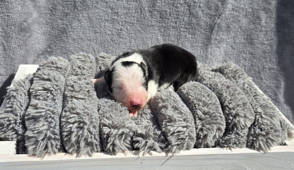 Piesek border collie biało-czarny/ blue merle