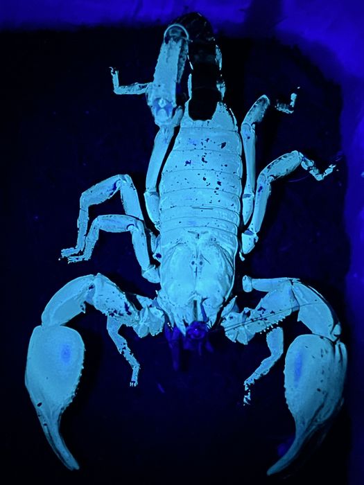 Javanometrus cyaneus – młode z własnego rozrodu