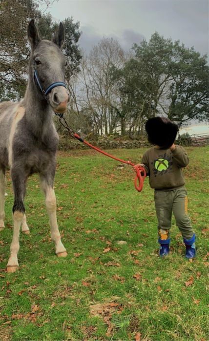 Parelha de eguas malhadas