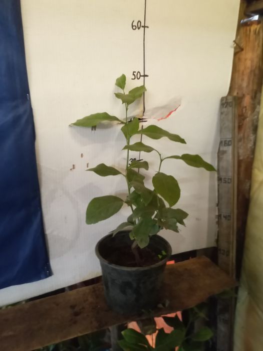 Лимон ,лимон , лимон