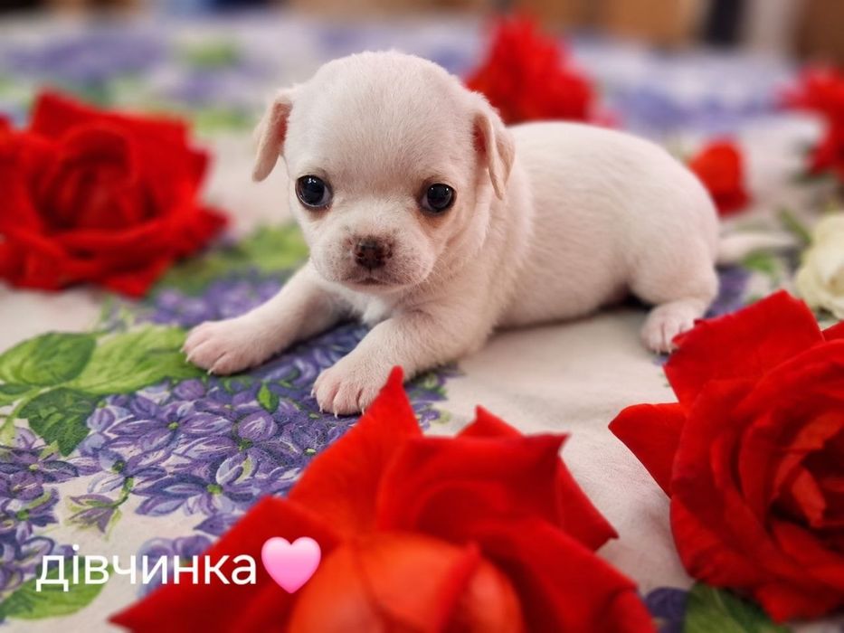 Цуценята чіхуахуа