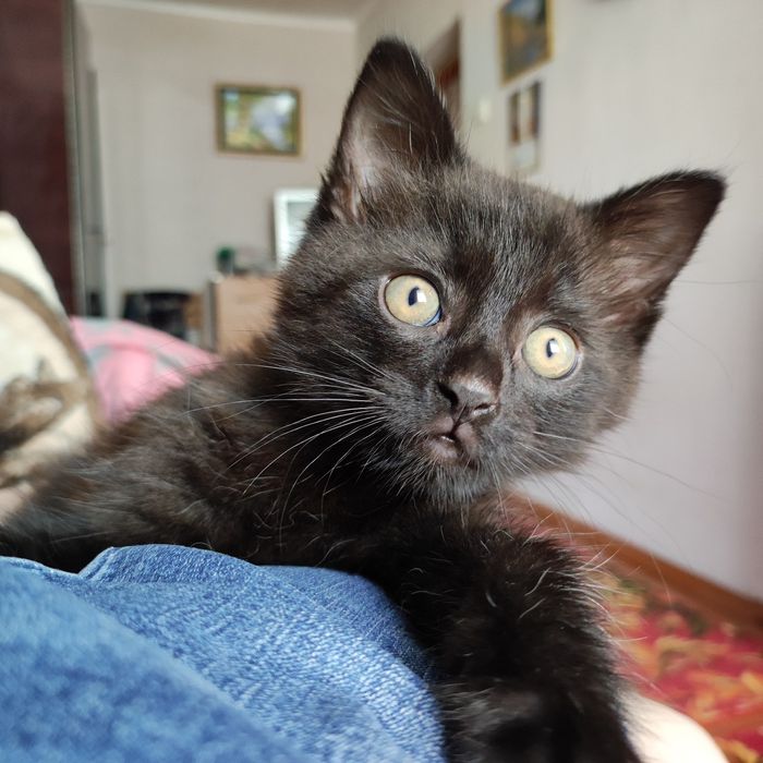 Котик безкоштовно