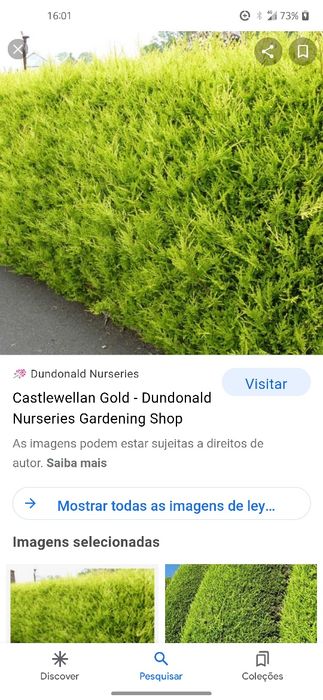 Cupressos dourados para sebes ou ornamentacos
