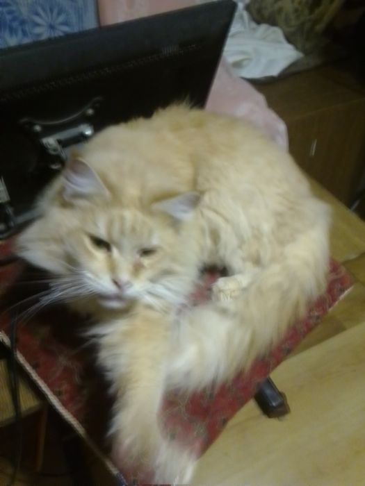 Продам две красивих 2кошечки мейн кун 20 января будет 7месецев