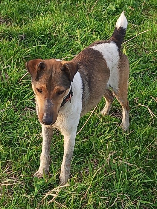 В'язка  фокстерьер гладка.