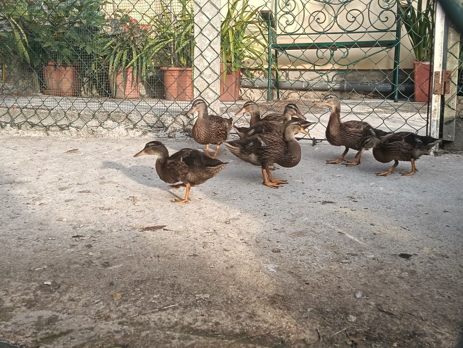 Vendo Patos reais