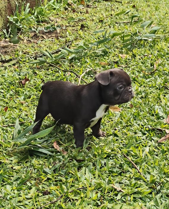 Bulldog Francês Chocolate