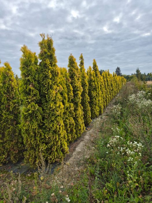 Żywotnik thuja 'Salland' 200-250 cm