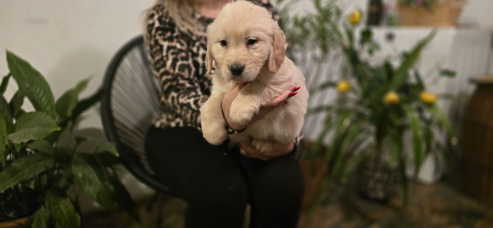 Golden Retriever szczeniak
