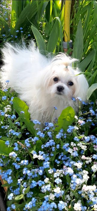 Хлопчики  мальтезе