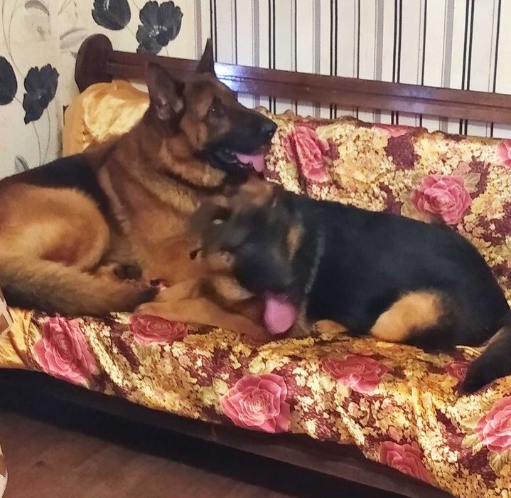 Питомник предлогает крупных и ярких лучших щенков.