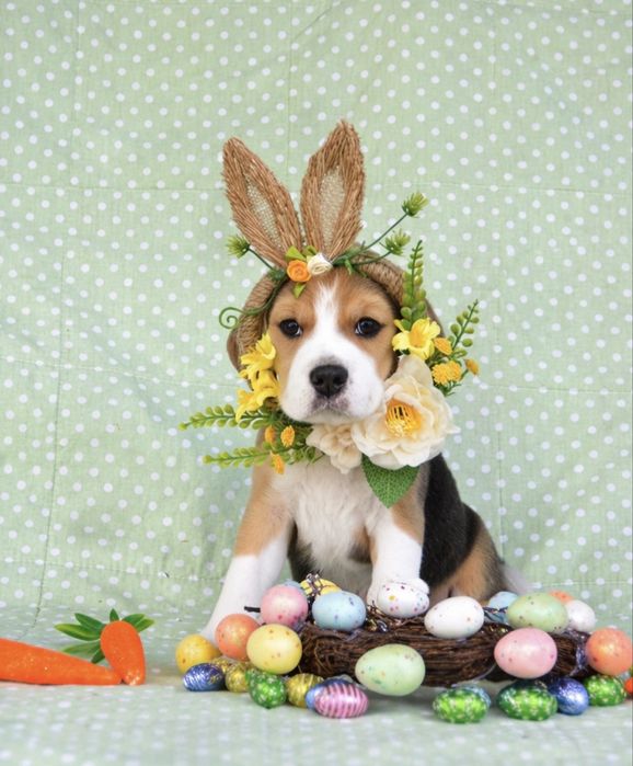 Щенки бигля/цуценята бігля