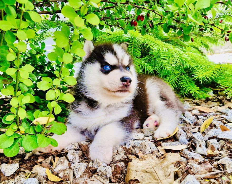 Niebieskooki szczeniak Siberian Husky międzynarodowy rodowod FCI ZKwP