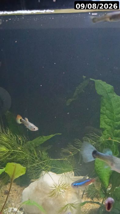 Guppies / Lebistes – Jovens 2 meses | Packs desde 1€
