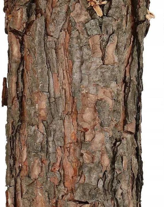 Ялинка сосна на натуральному пні штучна Springos 180 см