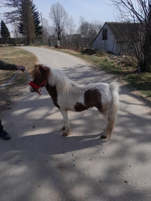 Sprzedam kucyka ogierka