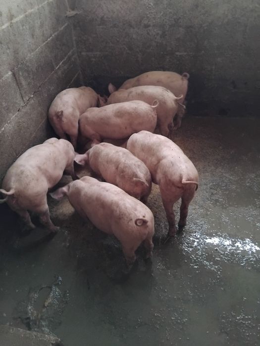 vende leitoes boa raça