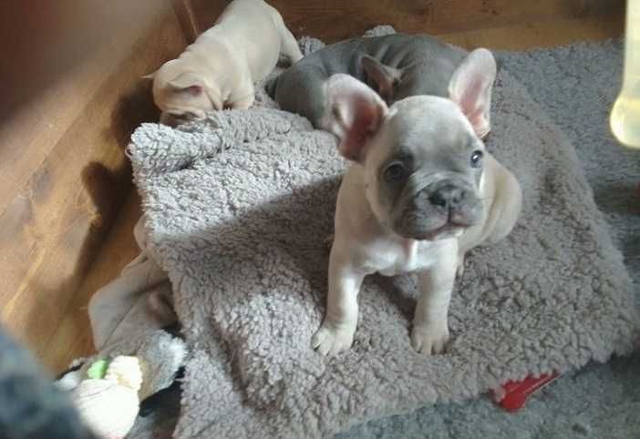 Щенки французского бульдога полная вакцинация! Цена снижена!