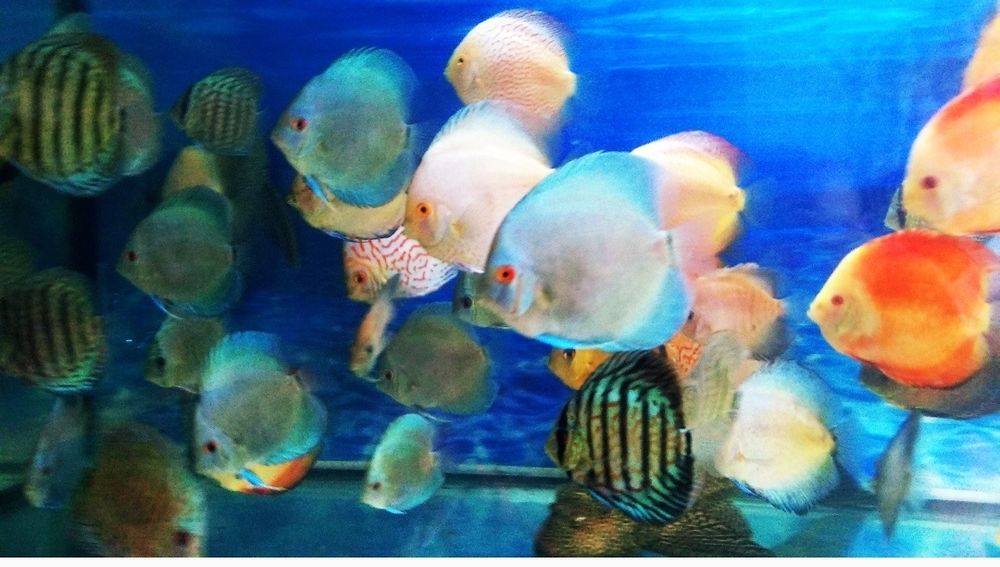 Продажа дискусов