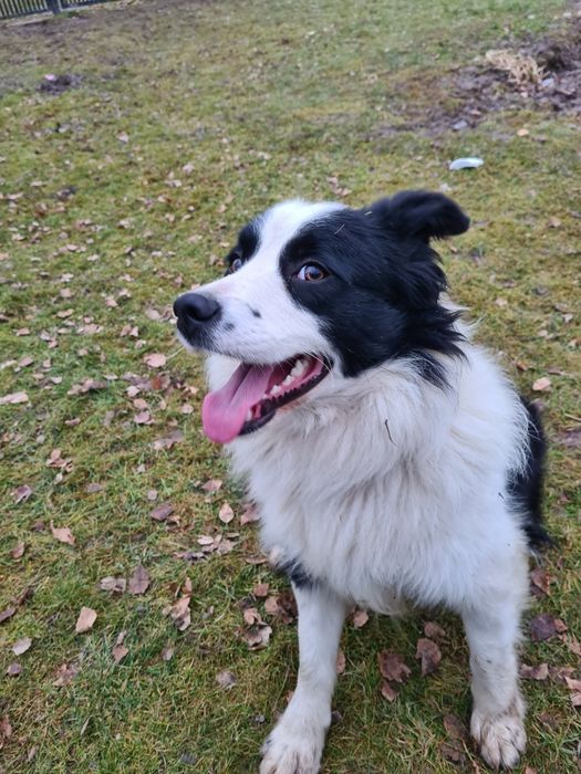Pies Border Collie za darmo