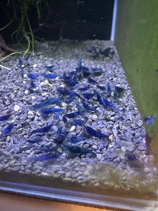 Neocaridinas Blue Dream