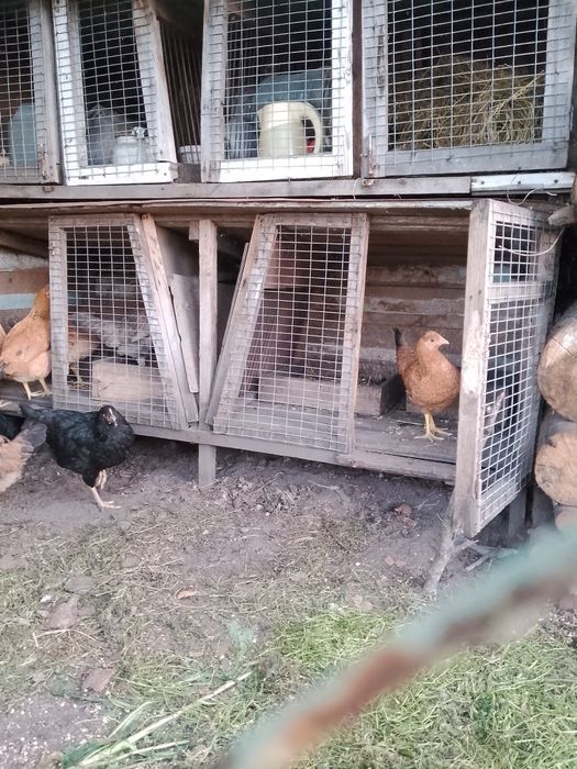 Продам курей та півня