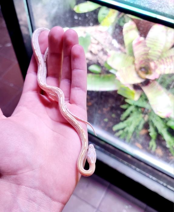 Wąż zbożowy mosque gold dust tesser samiec