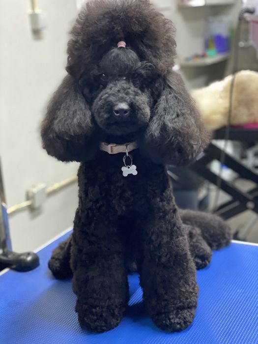 Imperdível!!! Linda puppy de Caniche/Poodle medio procura novo dono!!!