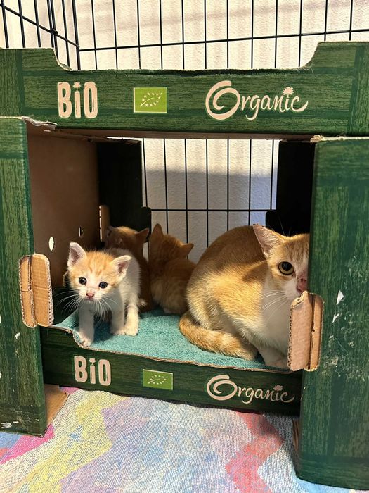 Gatinhos com 2 meses para adoção responsável em Gondomar