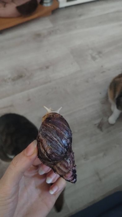 Ślimaki afrykańskie.