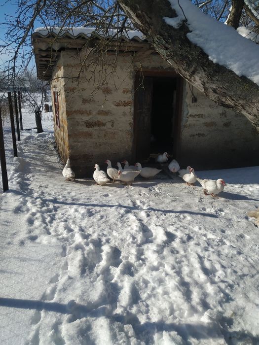 Мускусні качки, шипуни.