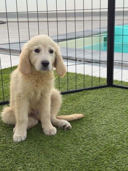 Golden Retriever 4 meses