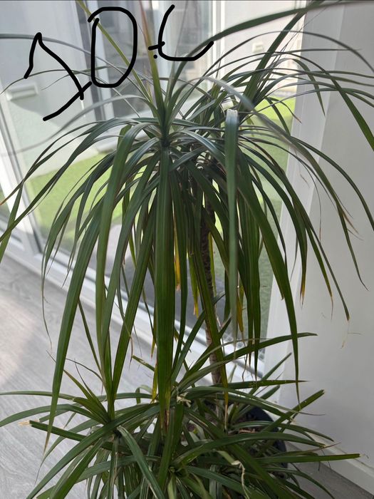 Plantas dracaenas , Zamioculcas e jibóias