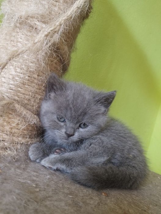 Cudowny kocurek brytyjski niebieski