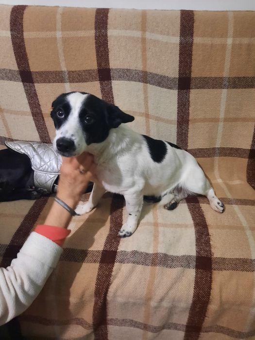 Сабаки отдам домашние