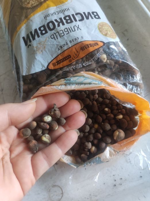 Гладиолусы сортовые,микс сортов