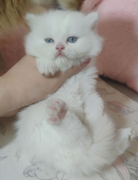 Хлопчик білий з блакитними очима.  Котёнок,  кошенята