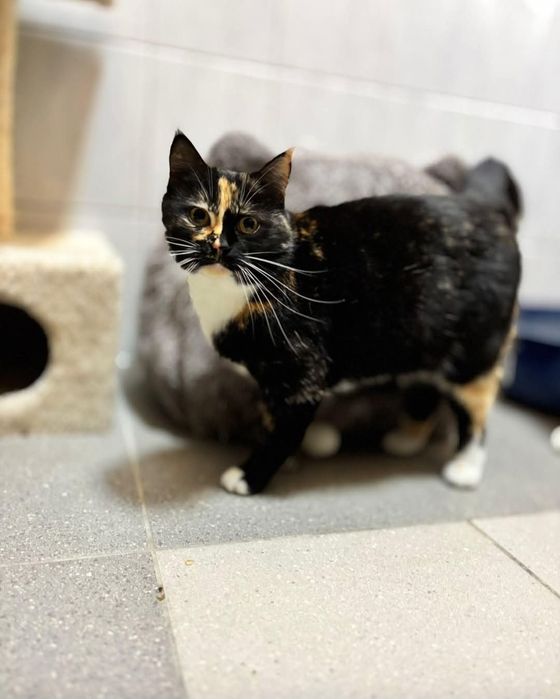4 letnia  cudowna plamka do adopcji
