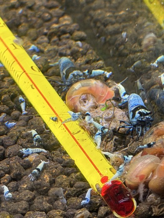 Caridina blue mosura e blue panda