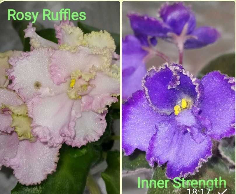 Фіалка (сенполія) продам