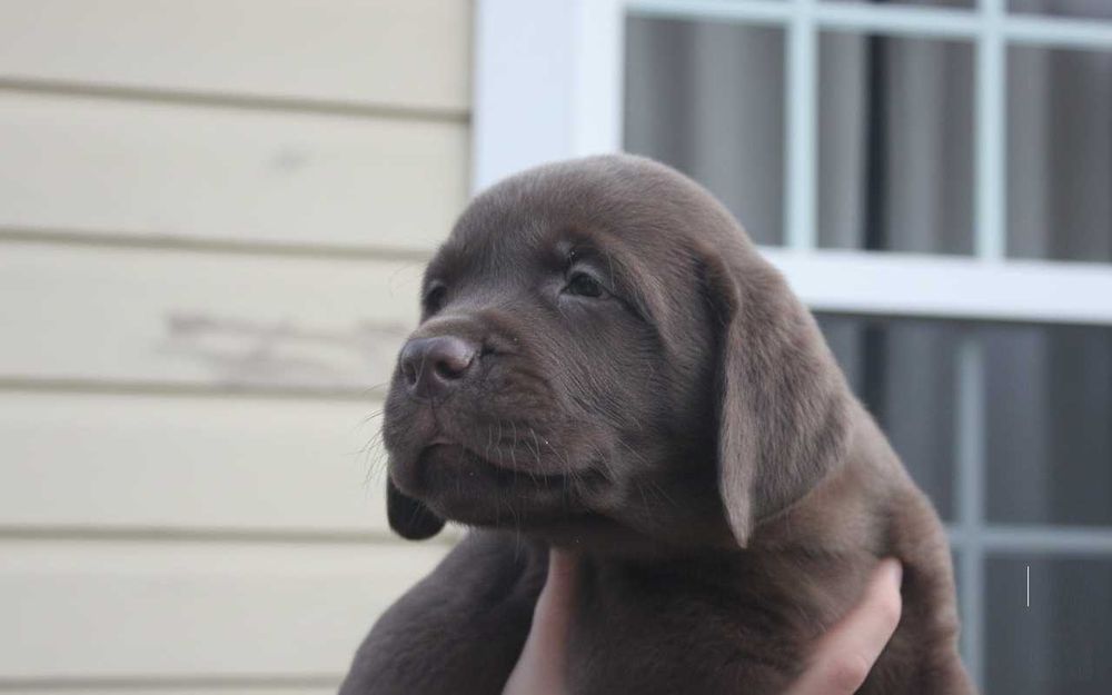 Шоколадки з документами КСУ-FCI