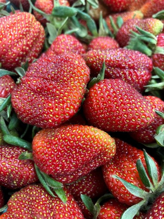 Саджанці полуниці, малини та смородини оптом, Родріб. Кращі сорти