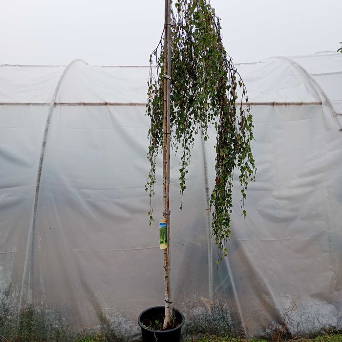 Brzoza płacząca Youngii pendula Betula duże drzewka 250 cm